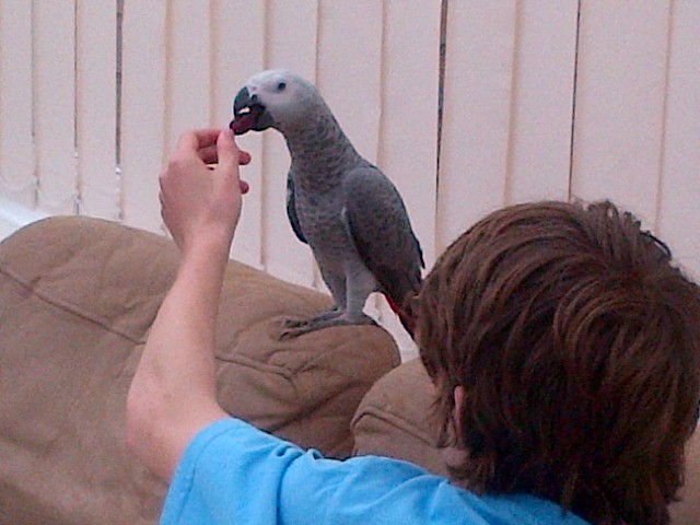 Hand Feeding